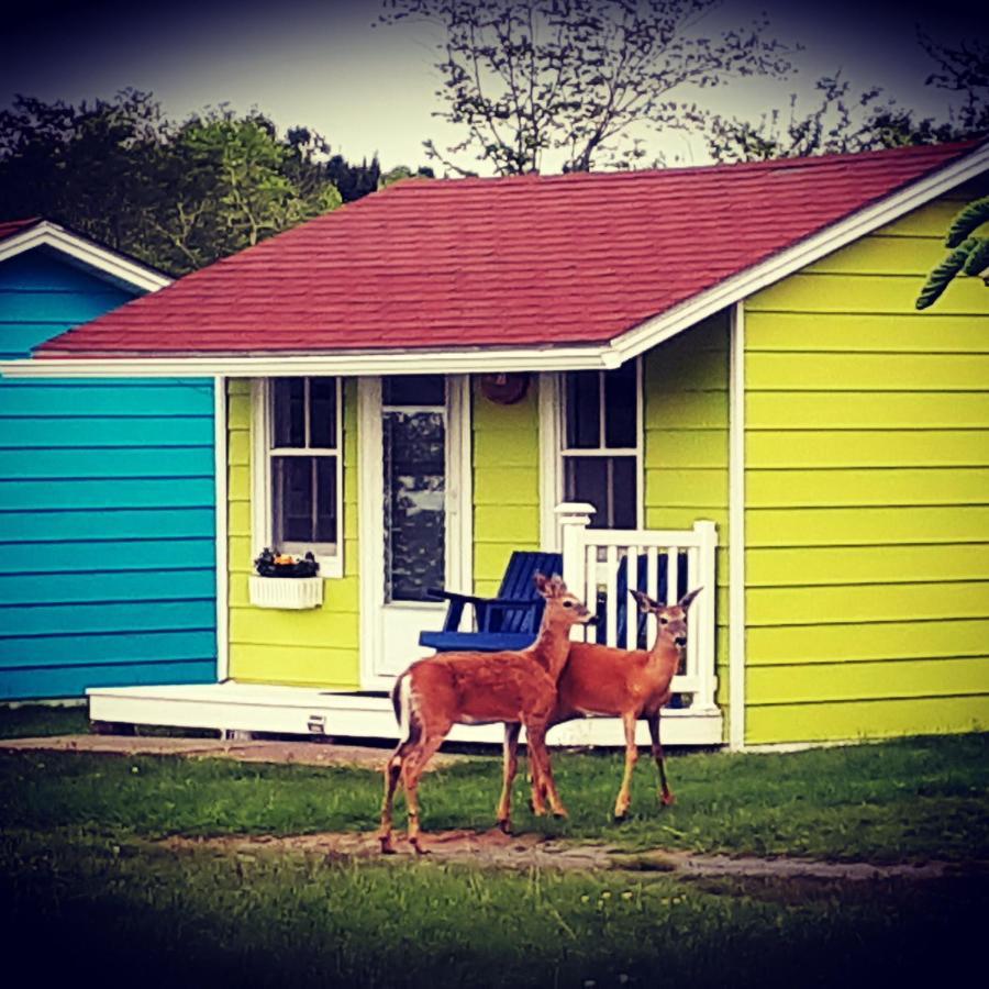 Atlantic View Motel Lunenburg Εξωτερικό φωτογραφία